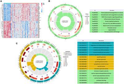 Comprehensive analysis of a pyroptosis-related gene signature of clinical and biological values in spinal cord injury